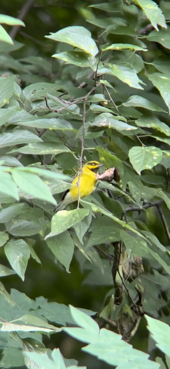 Lawrence's Warbler (hybrid) - ML604273031