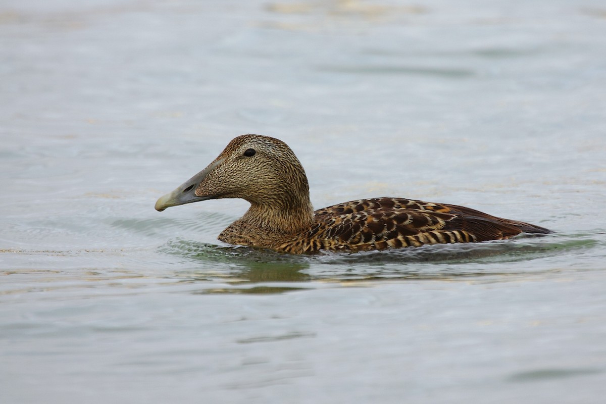 Common Eider - António Gonçalves