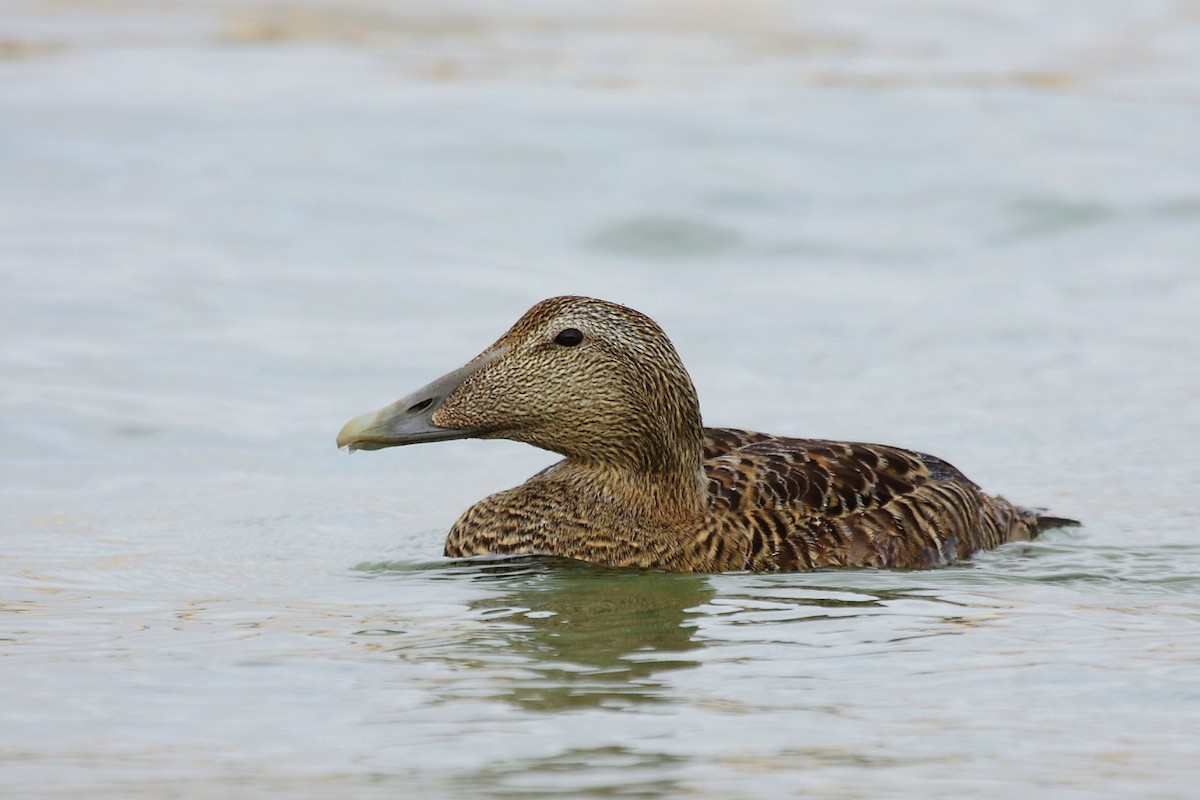 Common Eider - ML60427381