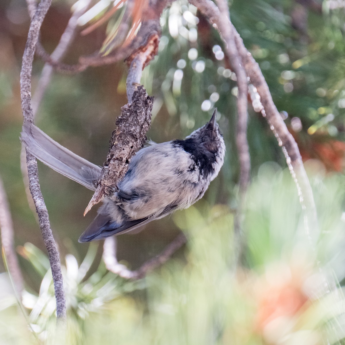 Black-capped/Mountain Chickadee - ML604274721