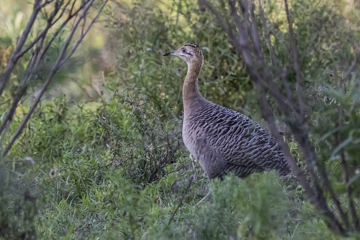 Red-winged Tinamou - ML604276761