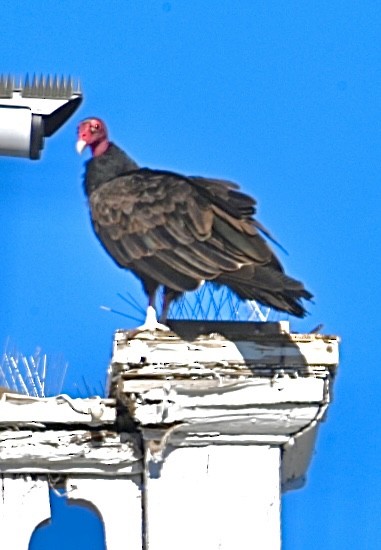 Turkey Vulture - ML604277611