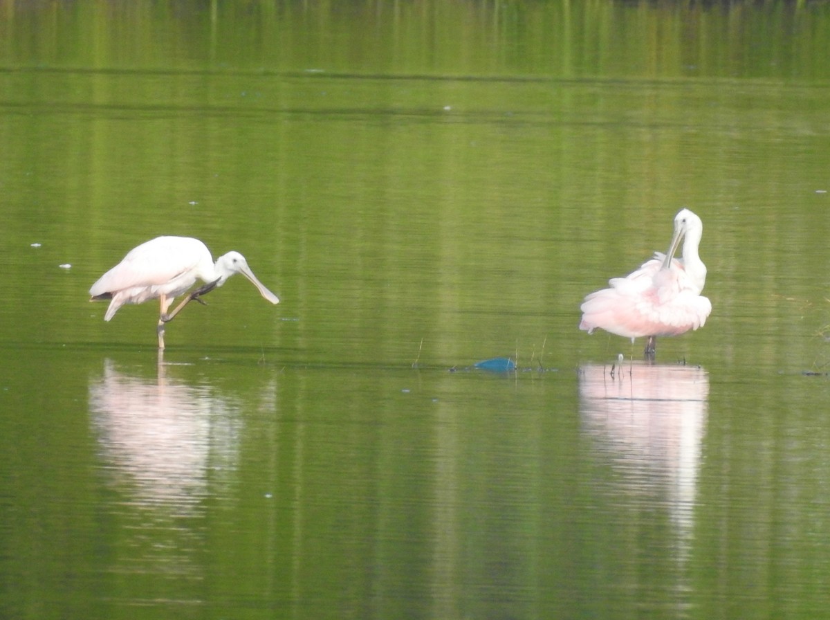 Roseate Spoonbill - ML604278931