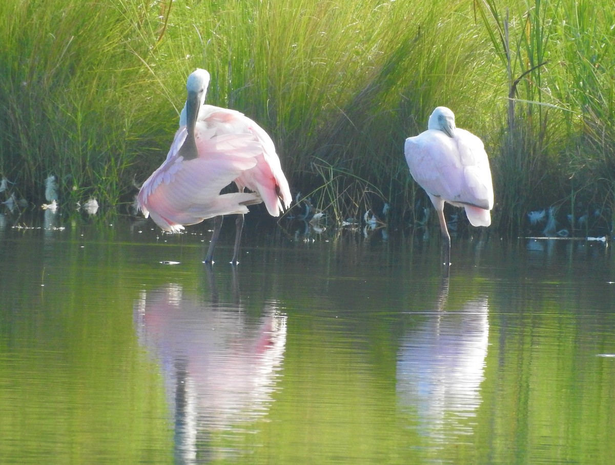 Roseate Spoonbill - ML604278951