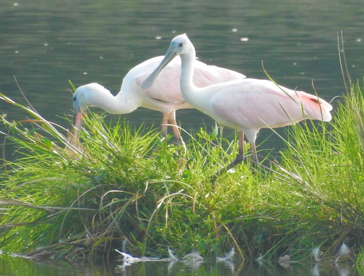 Roseate Spoonbill - ML604279061