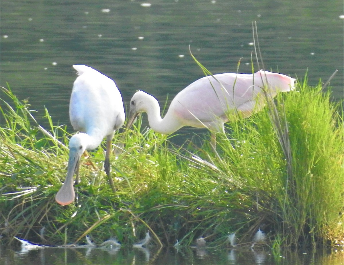 Roseate Spoonbill - ML604279071