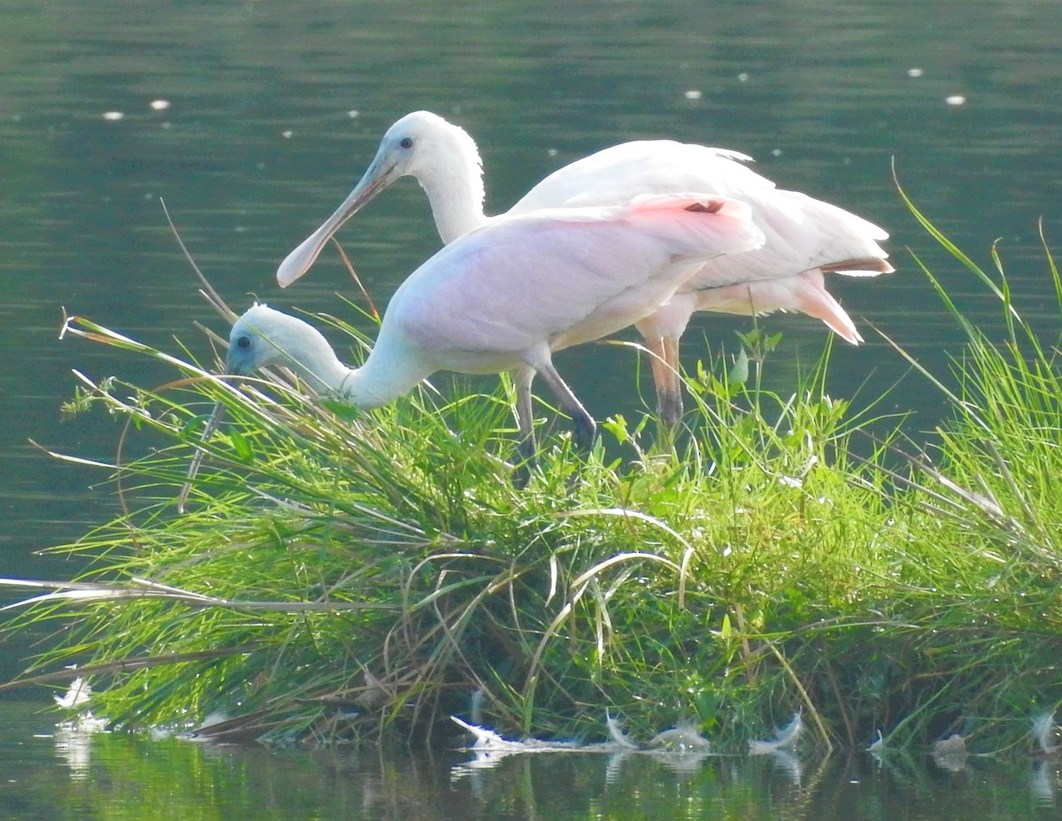 Roseate Spoonbill - ML604279081