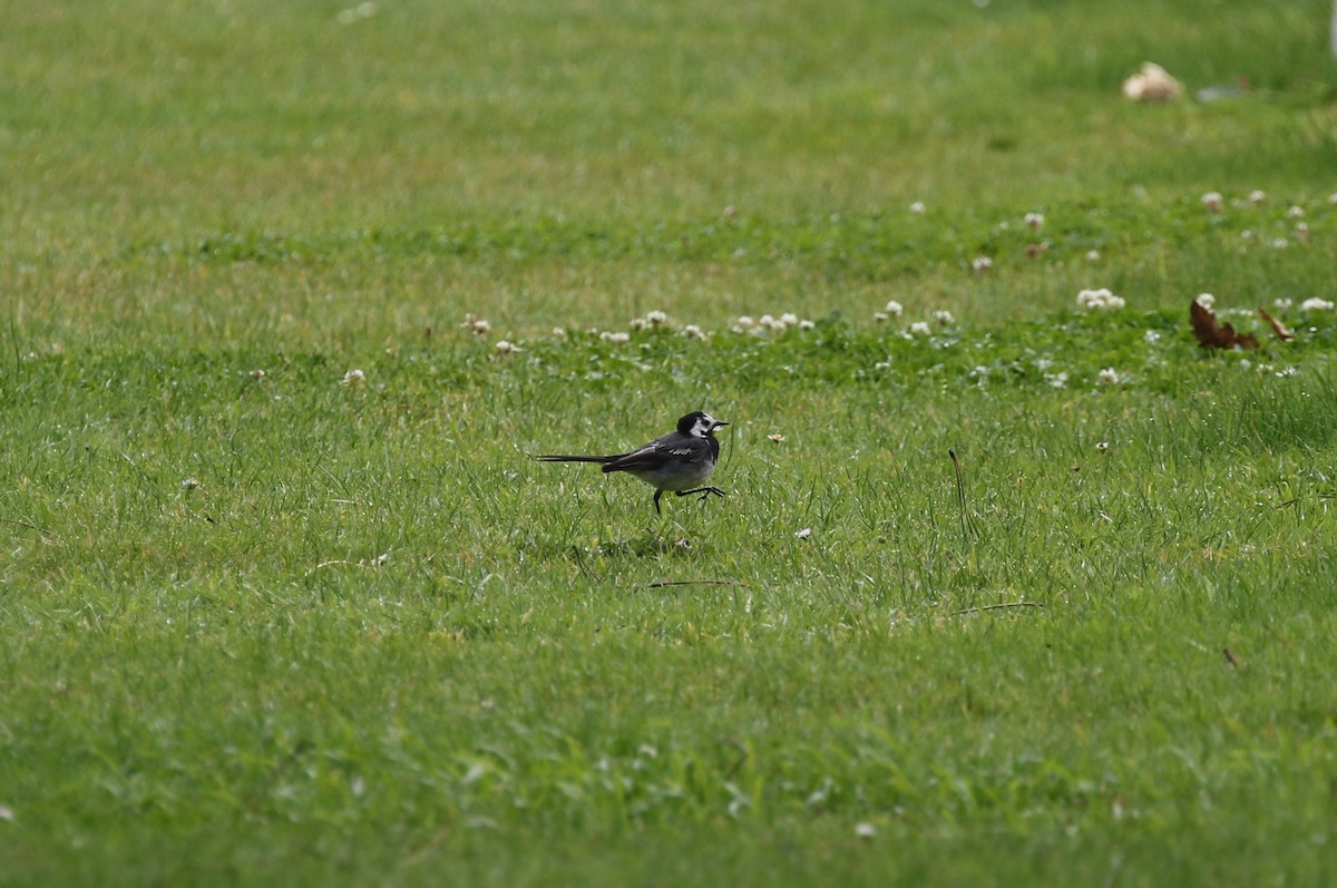 White Wagtail (White-faced) - ML604279641