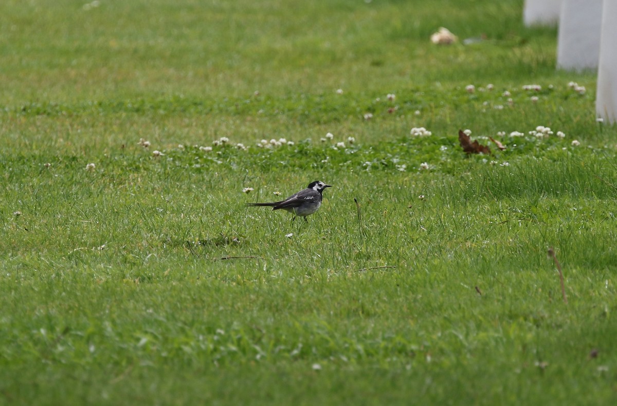 White Wagtail (White-faced) - ML604279681