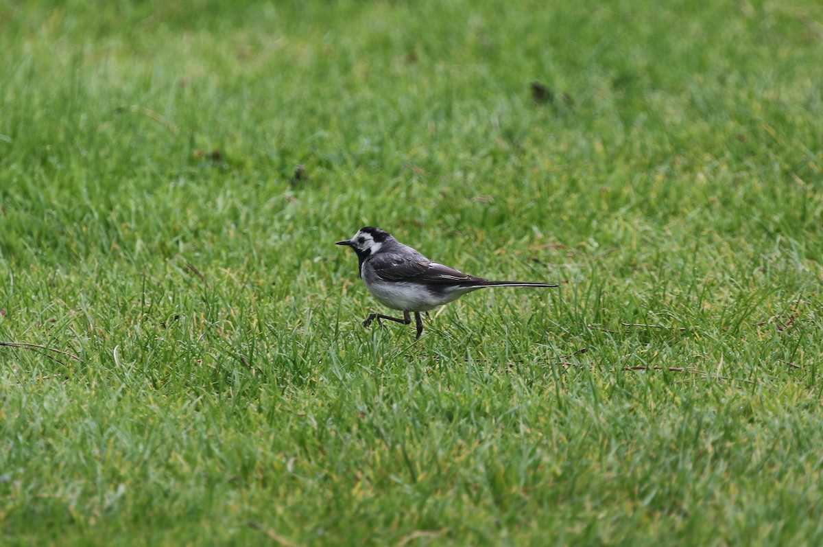 White Wagtail (White-faced) - ML604279711