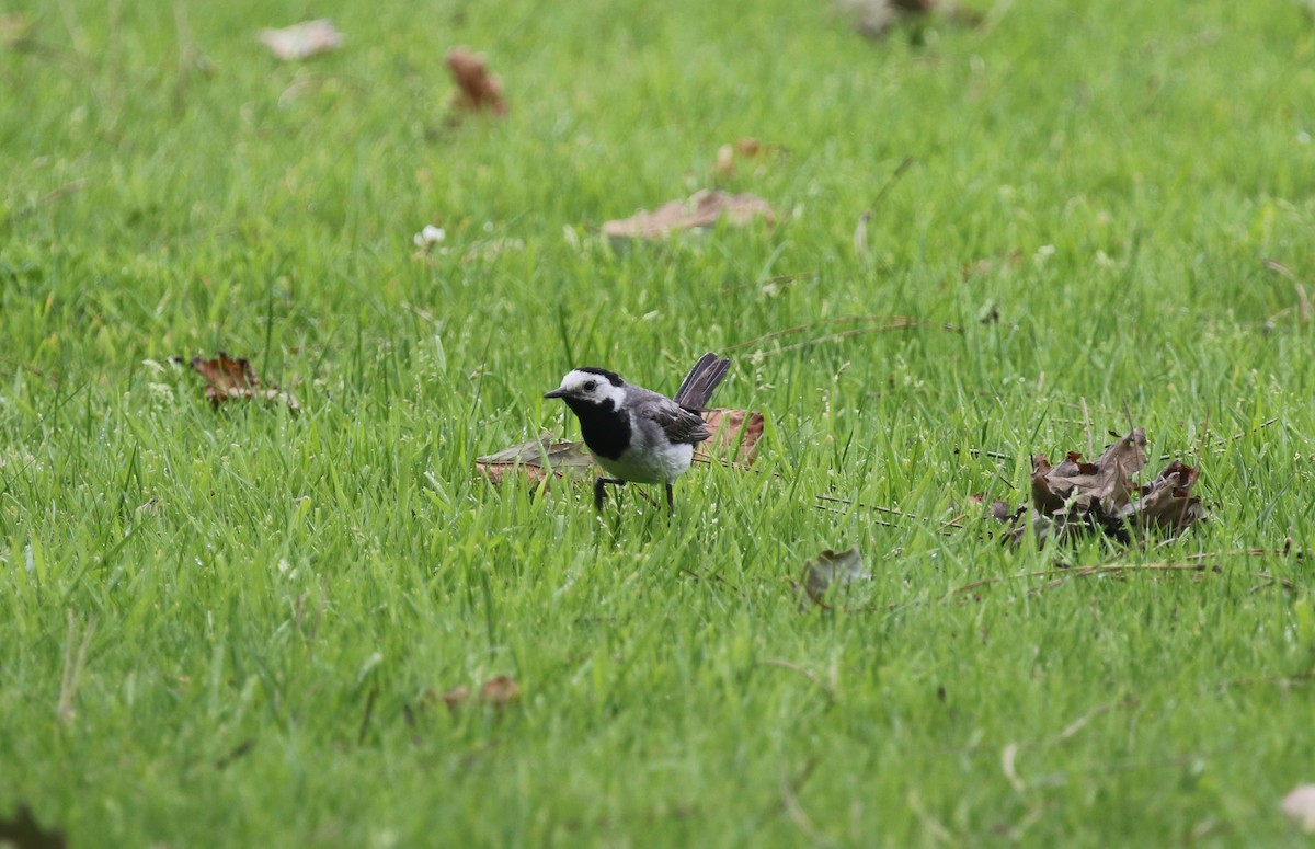 White Wagtail (White-faced) - James (Jim) Holmes