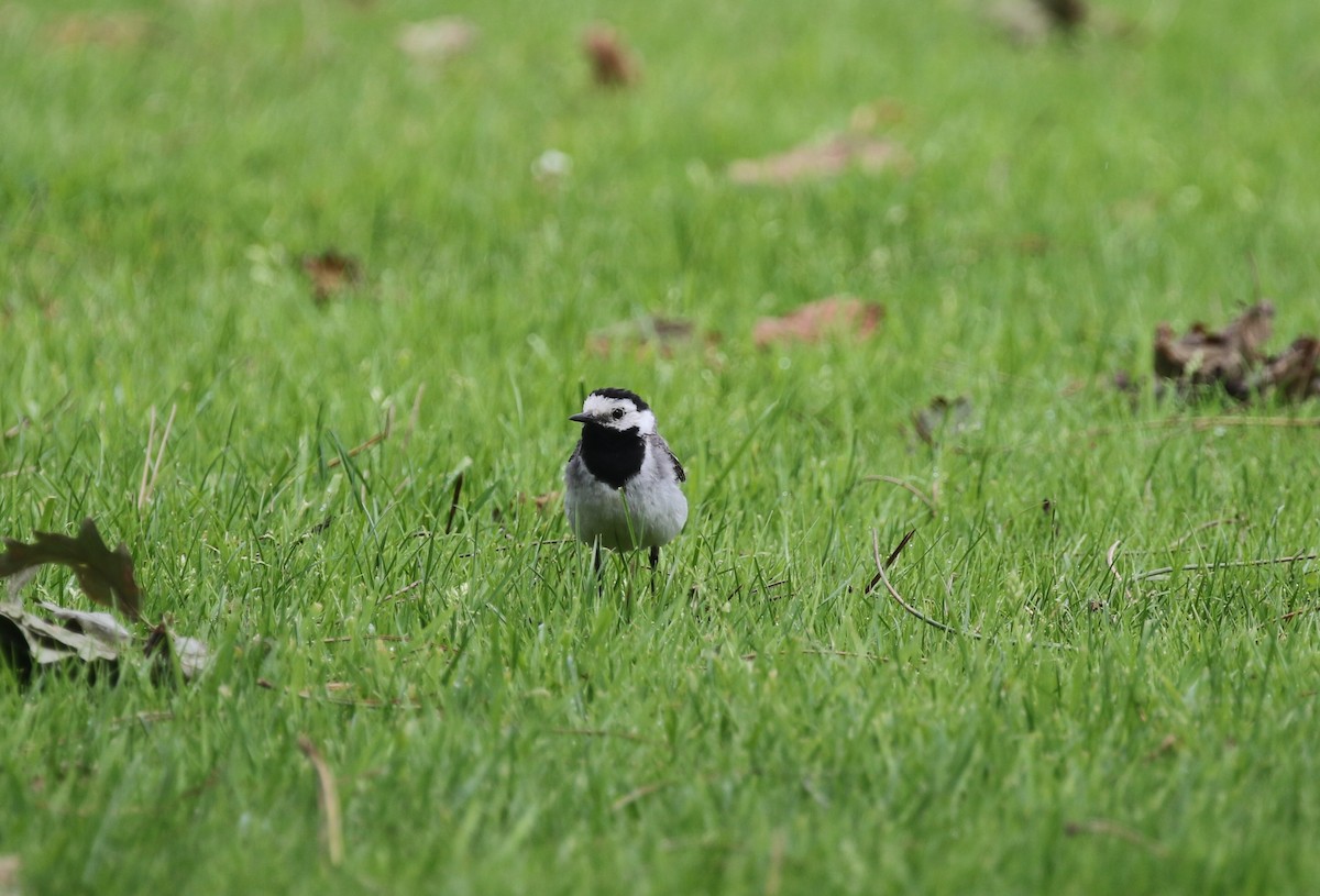White Wagtail (White-faced) - ML604279781