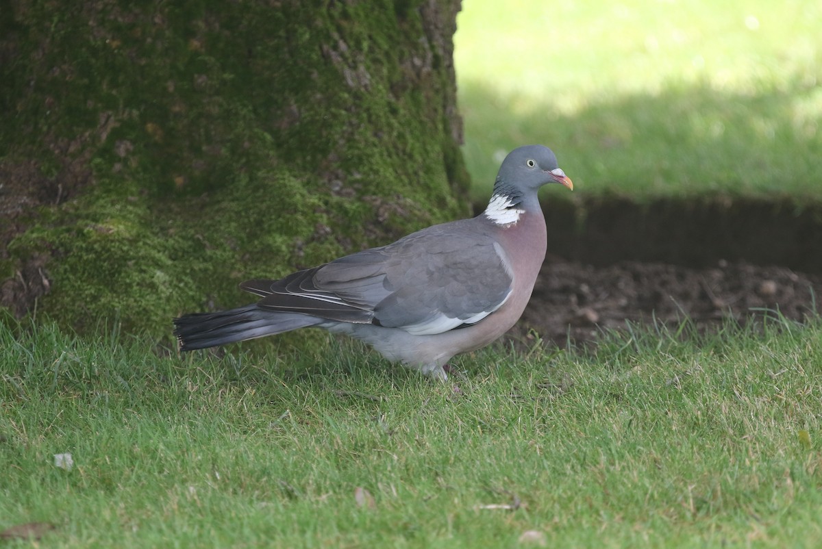 Pigeon ramier (groupe palumbus) - ML604279831