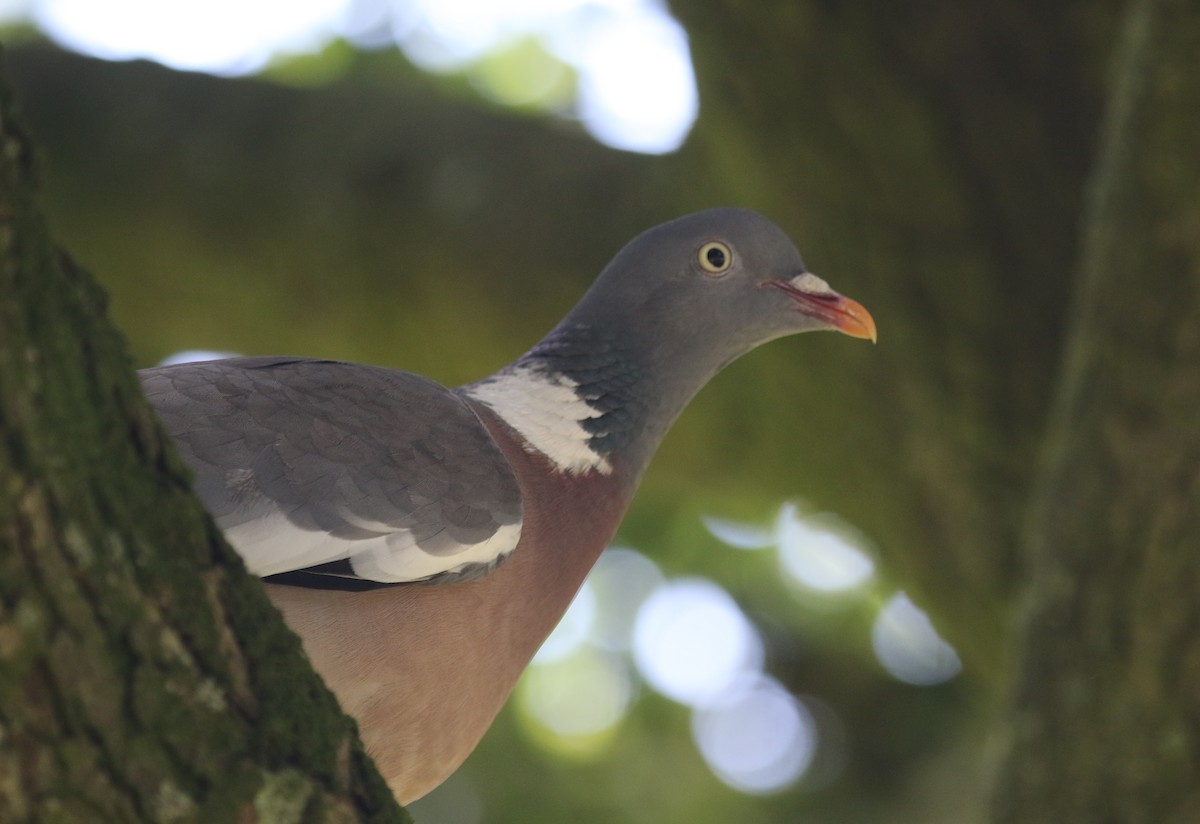 Pigeon ramier (groupe palumbus) - ML604279891