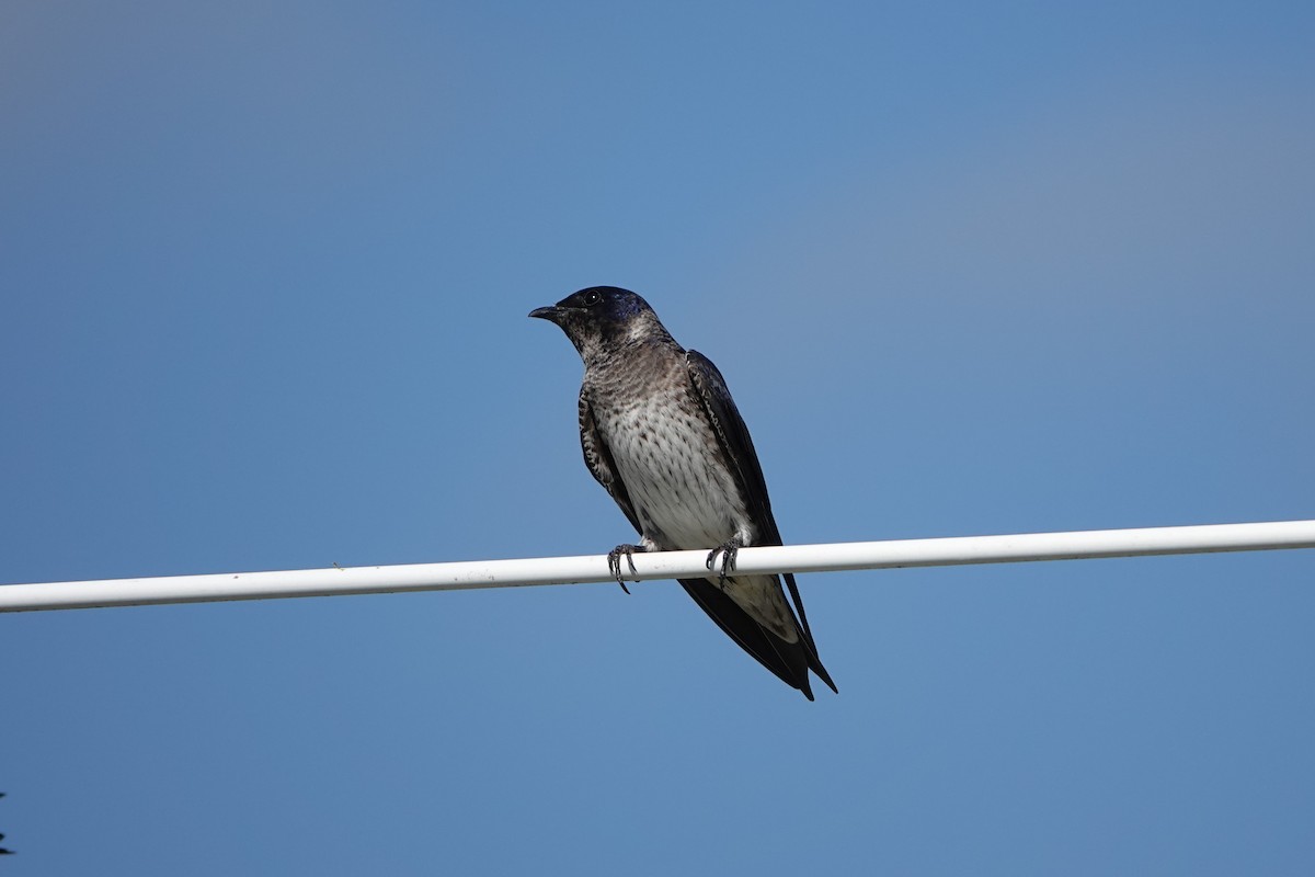 Purple Martin - Barbara Stewman