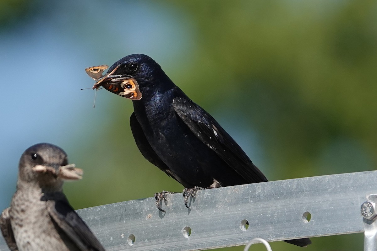 Purple Martin - ML604281831