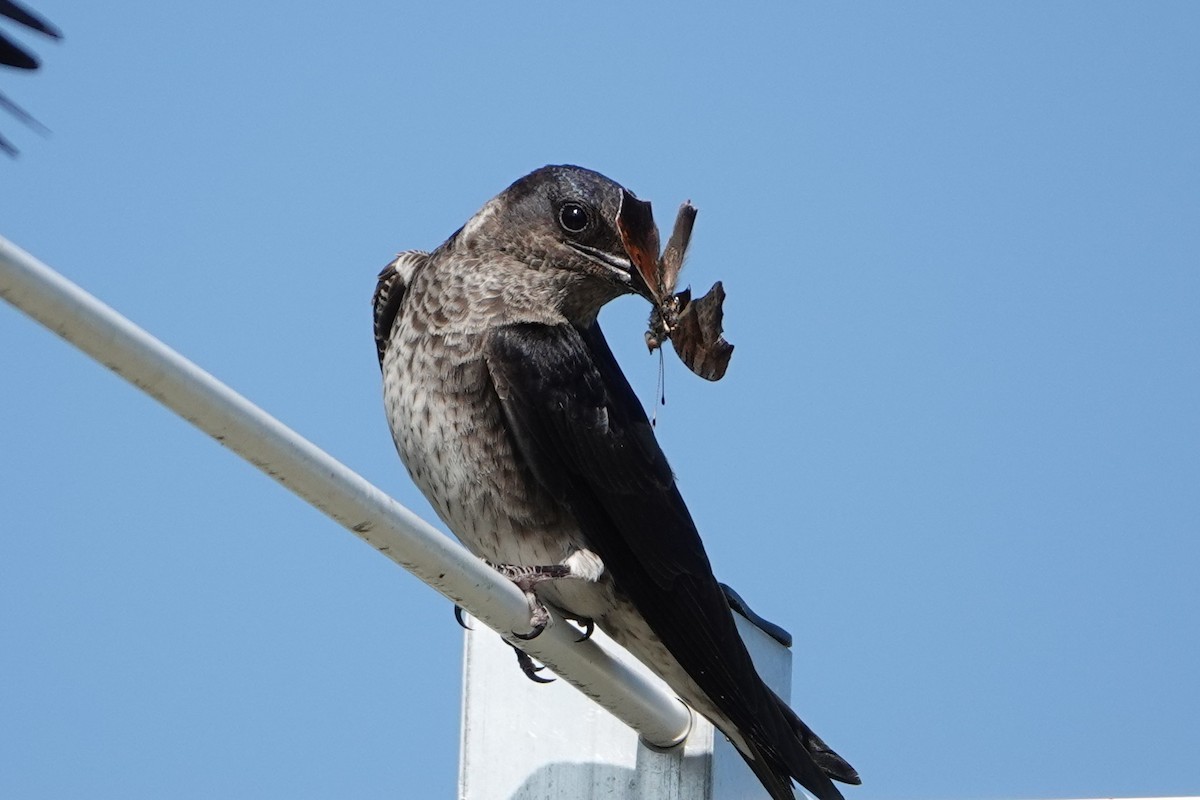 Purple Martin - Barbara Stewman