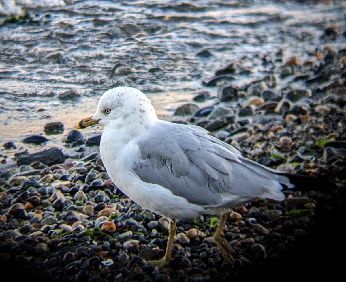 Ring-billed Gull - Evgenia Ilinishnaya