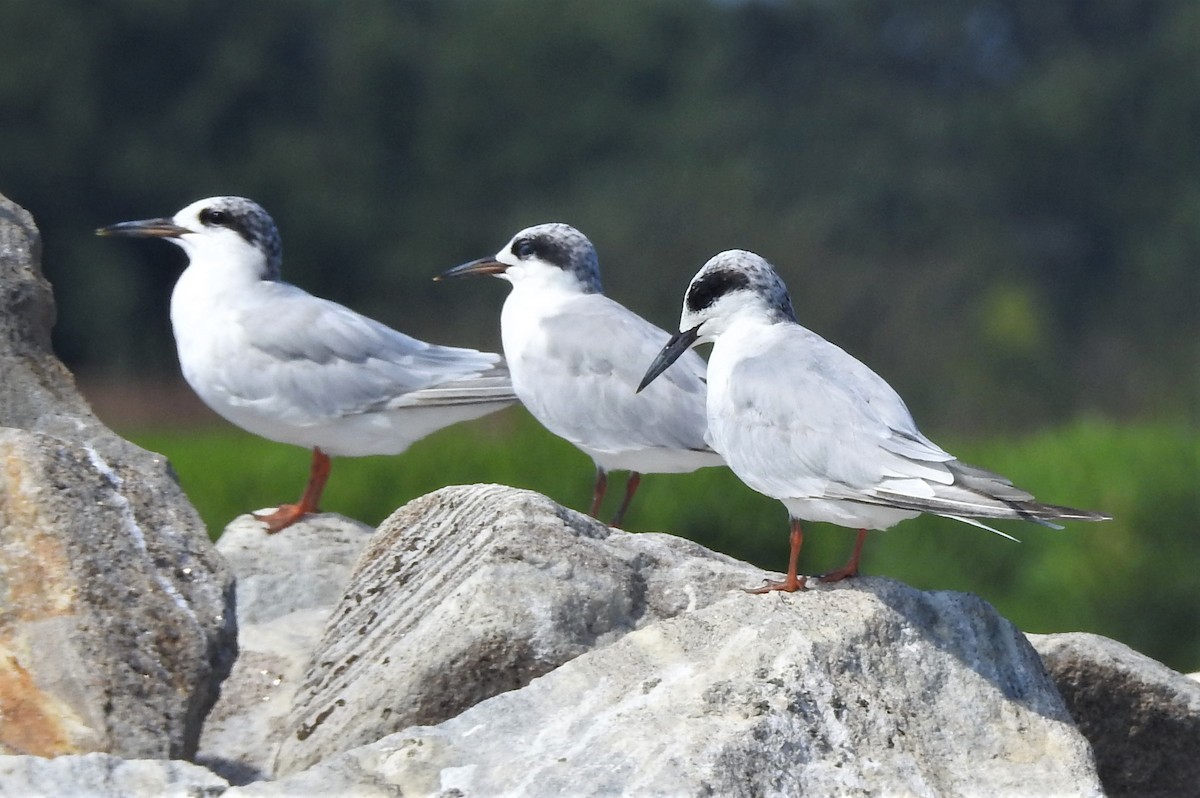 Forster's Tern - ML604282841