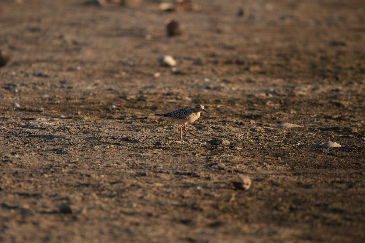 Buff-breasted Sandpiper - ML604283111