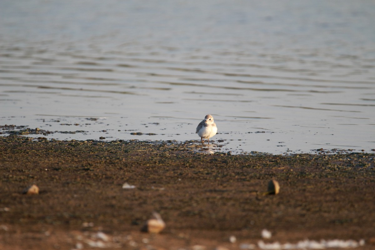 Piping Plover - ML604283381