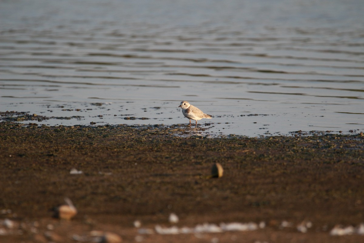 Piping Plover - ML604283391