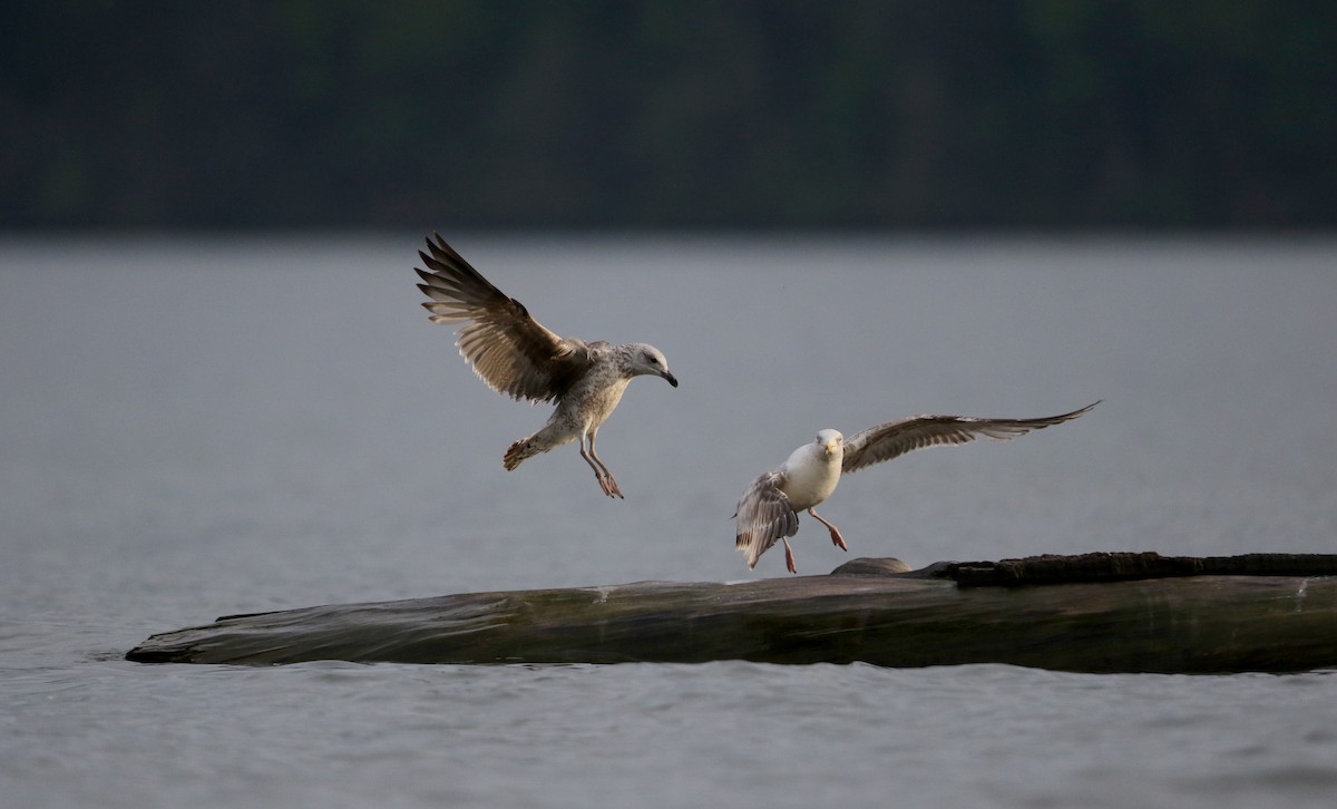 Lesser Black-backed Gull - ML60428461