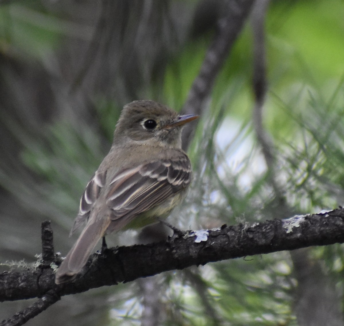 Western Flycatcher (Cordilleran) - ML604285111