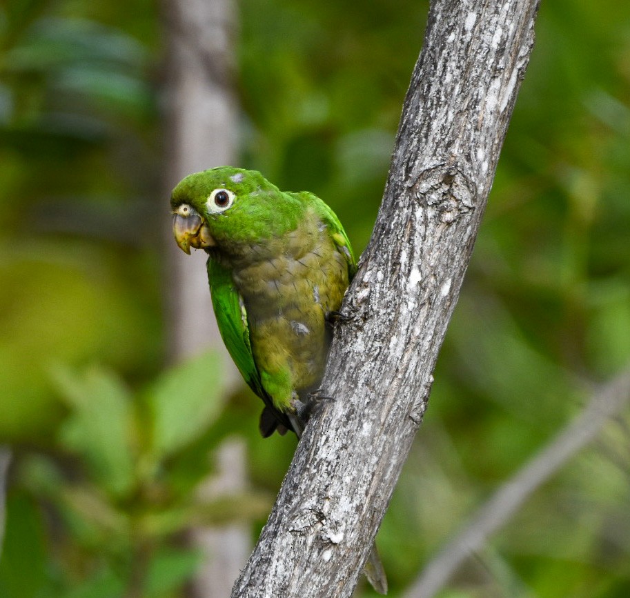 Olive-throated Parakeet - ML604287201