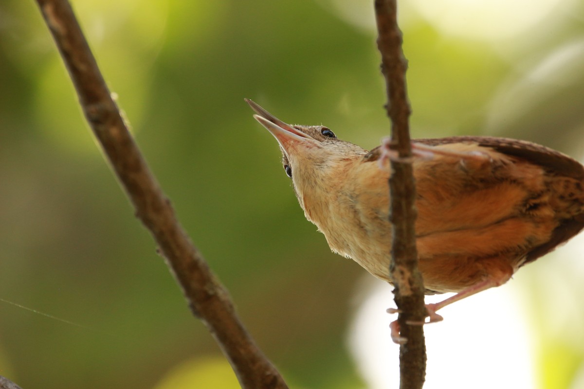 Carolina Wren - ML604287211