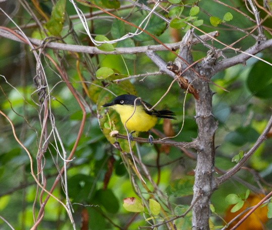Common Tody-Flycatcher - ML604287411
