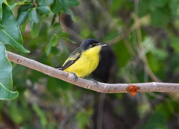 Common Tody-Flycatcher - ML604287421