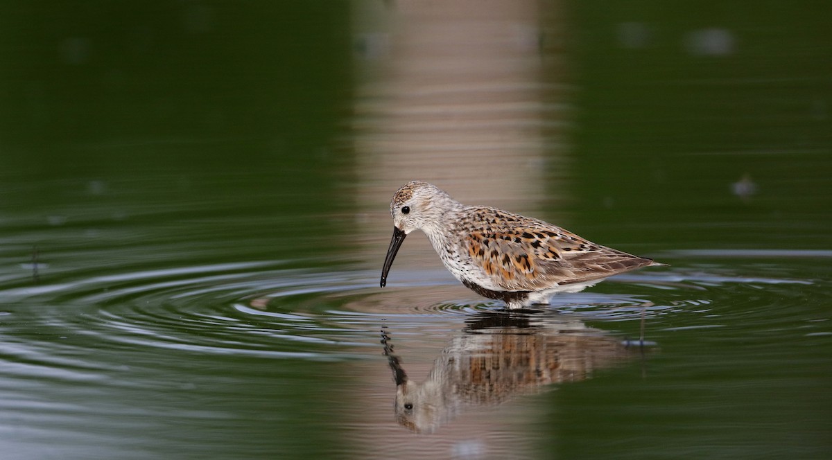 Dunlin - ML60428751