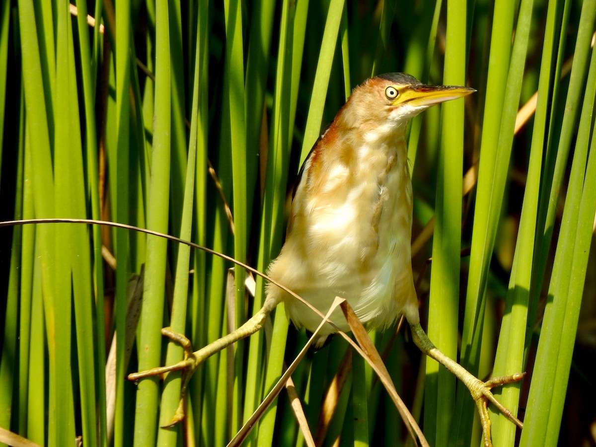 Least Bittern - ML604287571