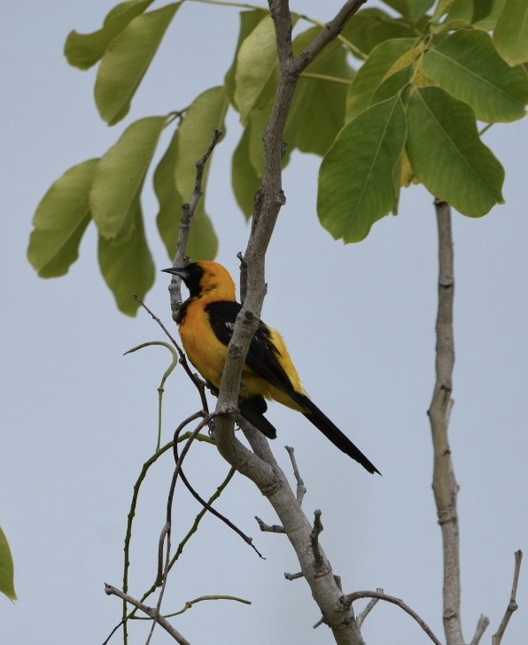 Hooded Oriole - ML604287621