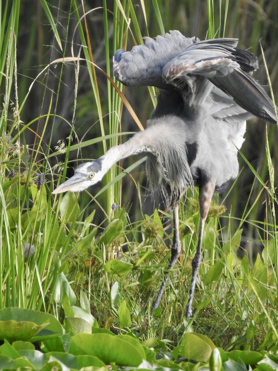 Great Blue Heron - ML604287771