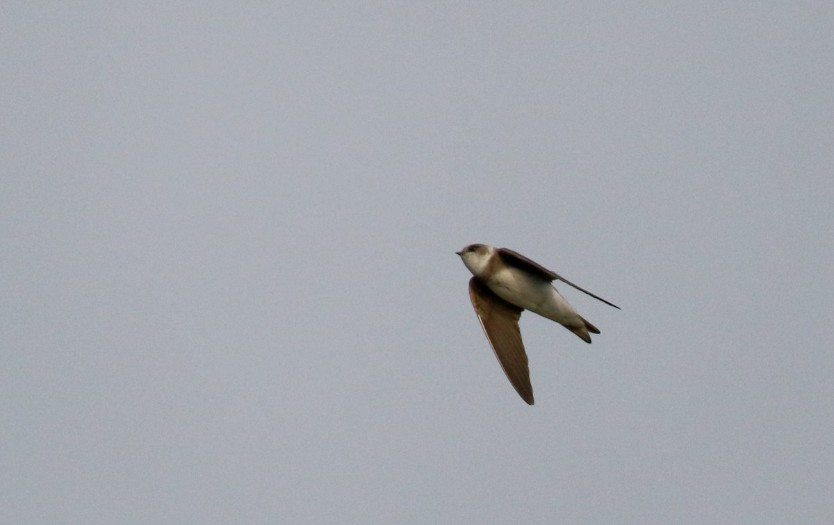 Bank Swallow - ML60428781