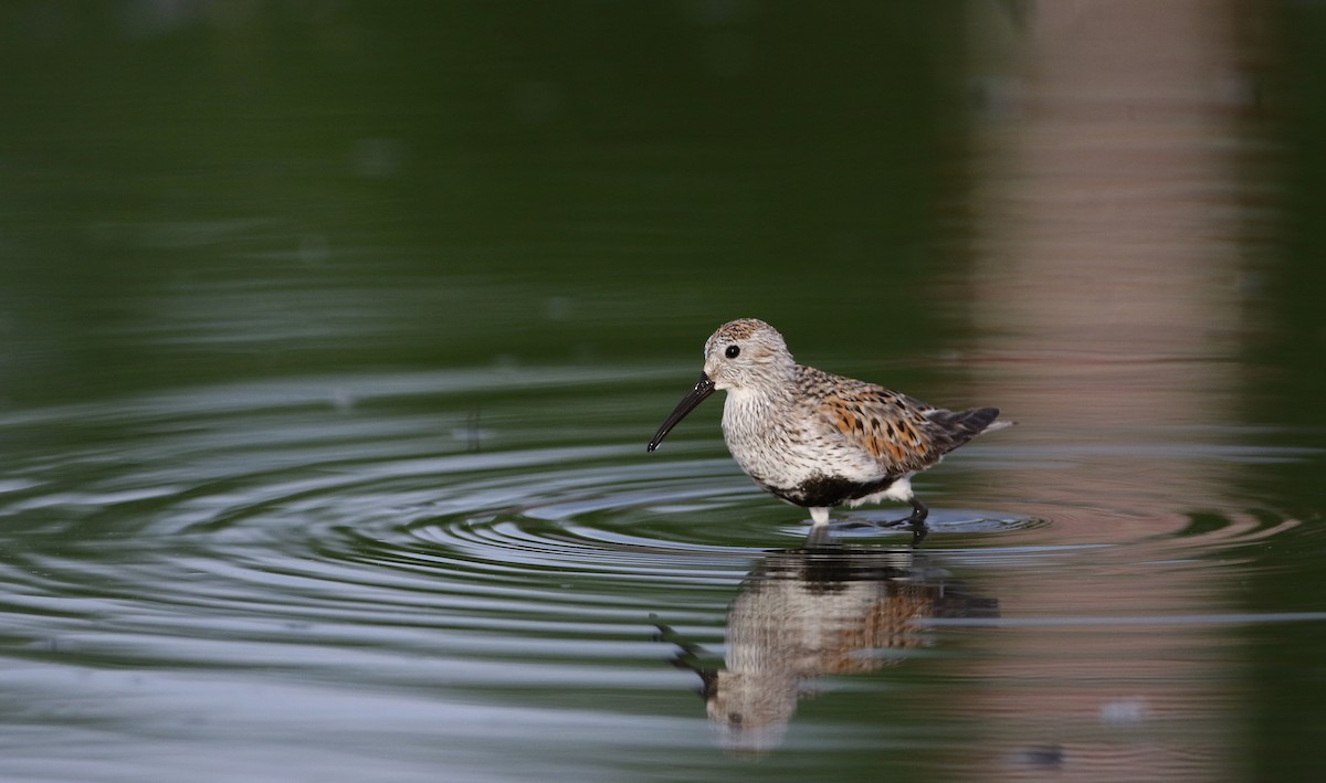 Dunlin - ML60428811