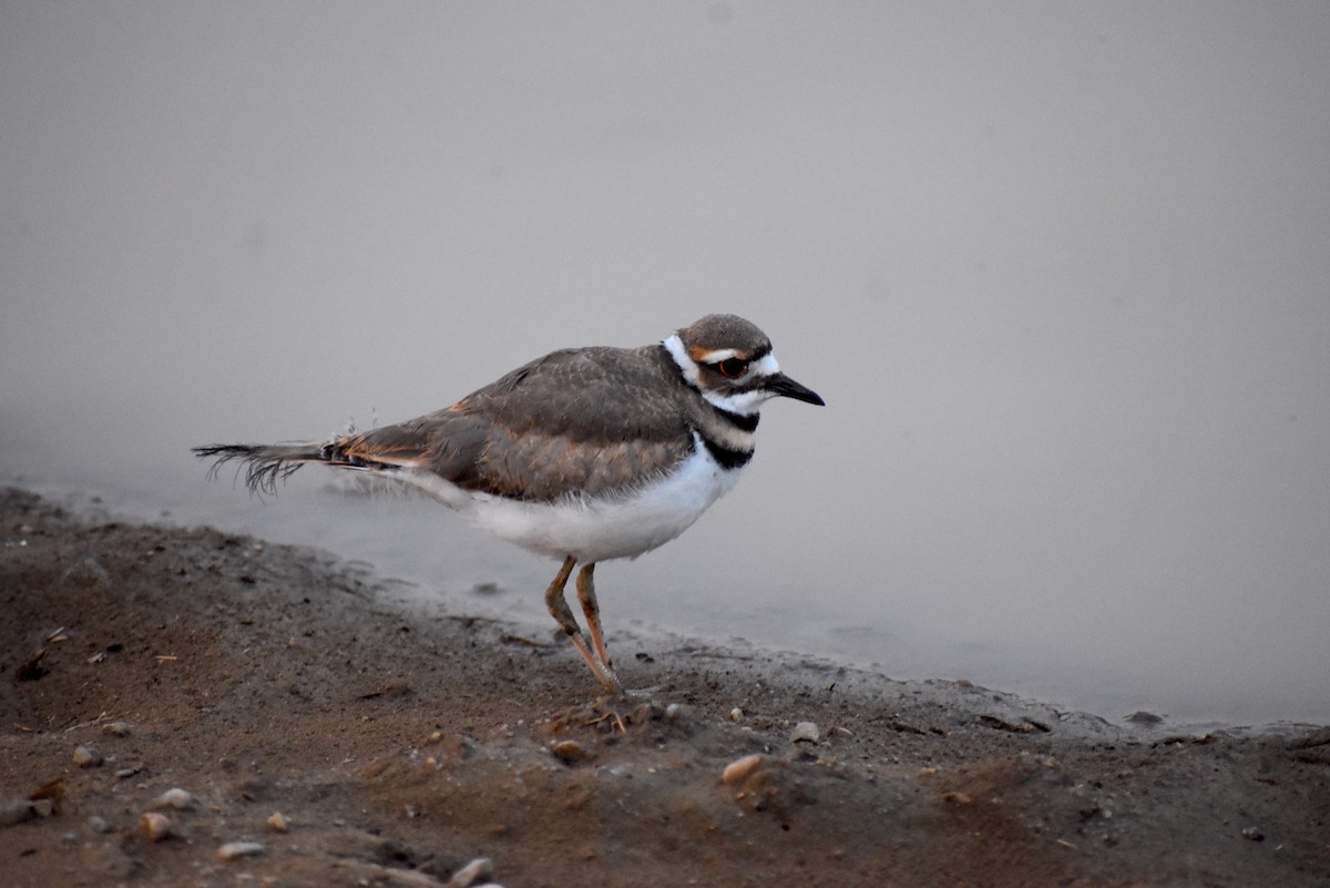 Killdeer - ML604288321