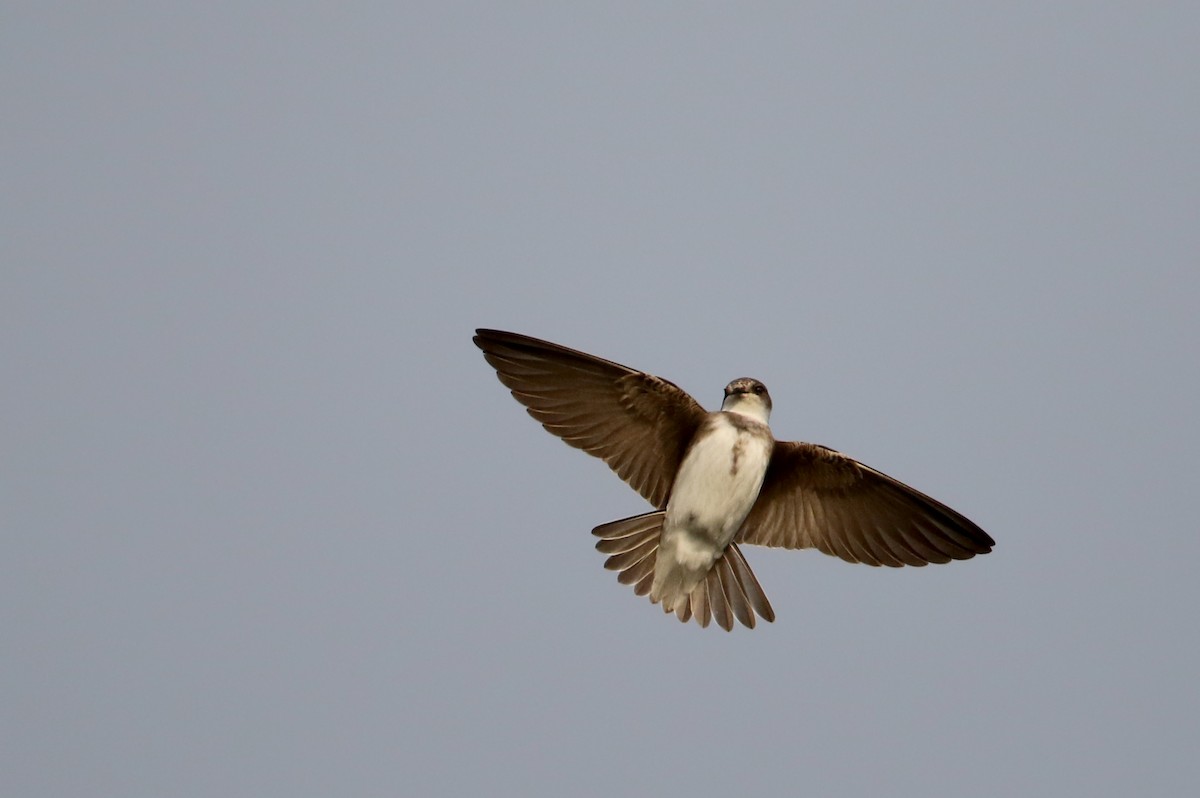 Bank Swallow - Jay McGowan