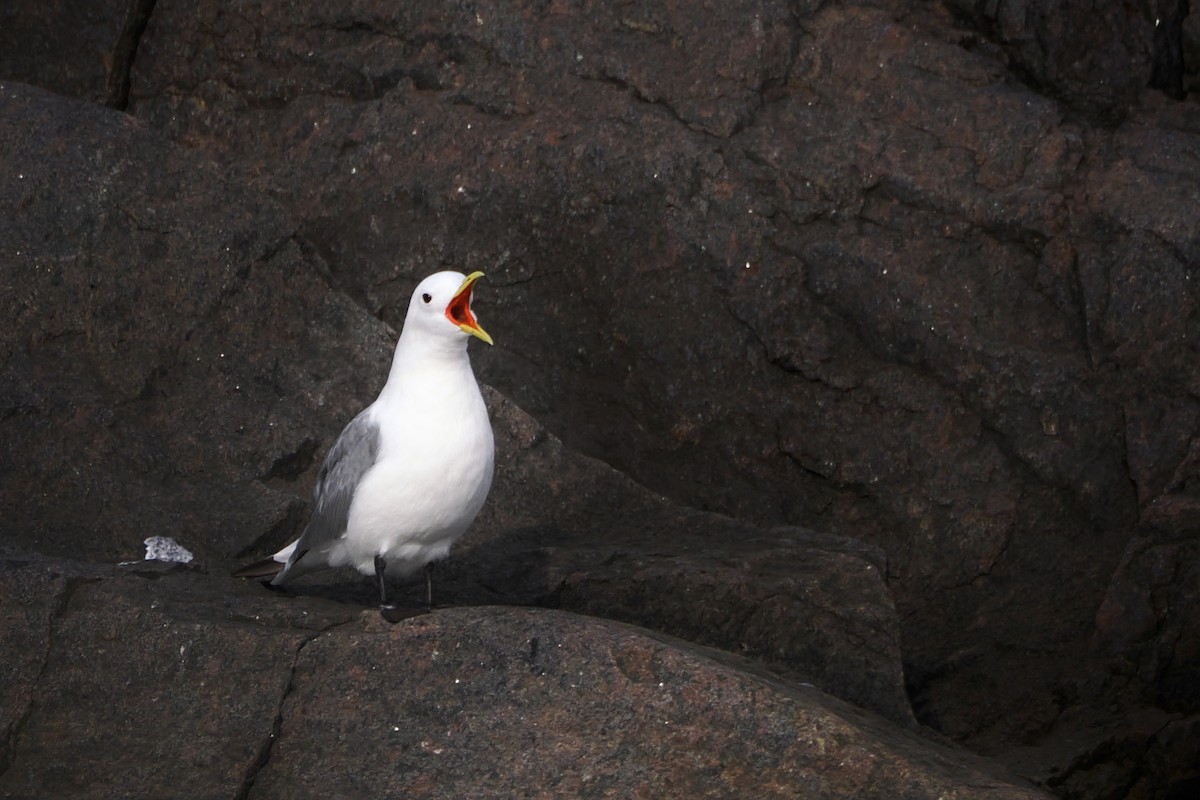 Mouette tridactyle - ML604288801