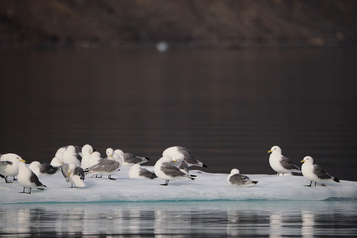 Black-legged Kittiwake - steve b