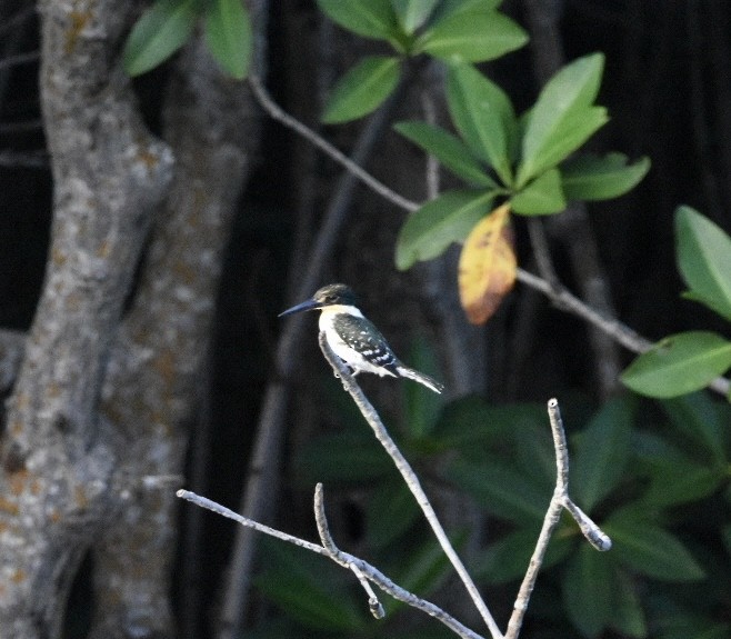 Green Kingfisher - ML604288881