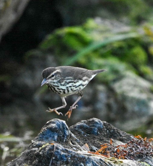 Northern Waterthrush - ML604289051