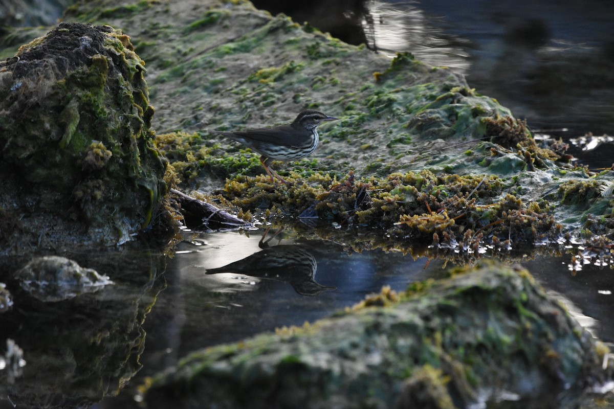 Northern Waterthrush - ML604289061
