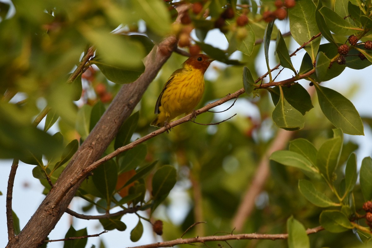 Mangrove Yellow Warbler (Mexican) - ML604289161