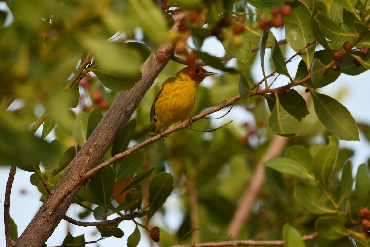Mangrove Yellow Warbler (Mexican) - ML604289171