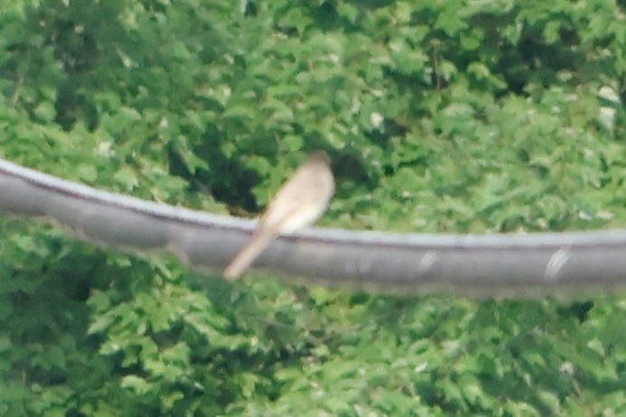 Eastern Wood-Pewee - ML604289931