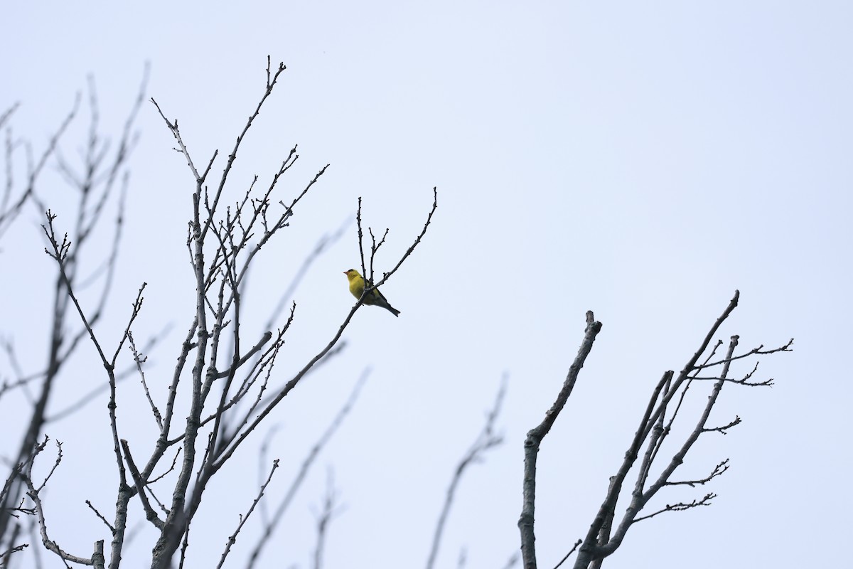 American Goldfinch - Marie Provost