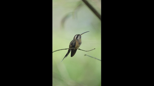 Schwarzkehl-Schattenkolibri - ML604291161